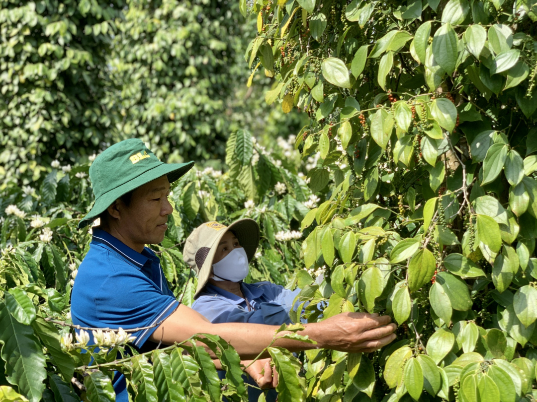 xuat khau ho tieu